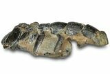 Fossil Mud Lobster (Thalassina) - Gunn Poin, Australia #307767-2